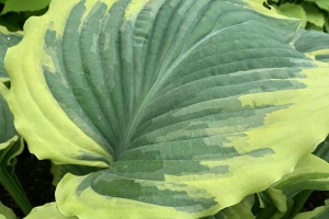 Drop-dead Gorgeous, Hosta 